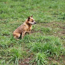 Ariat - Australian Cattle Dog