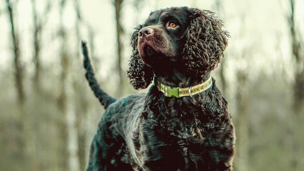 Find American Water Spaniel puppies for sale near Brick Township, NJ