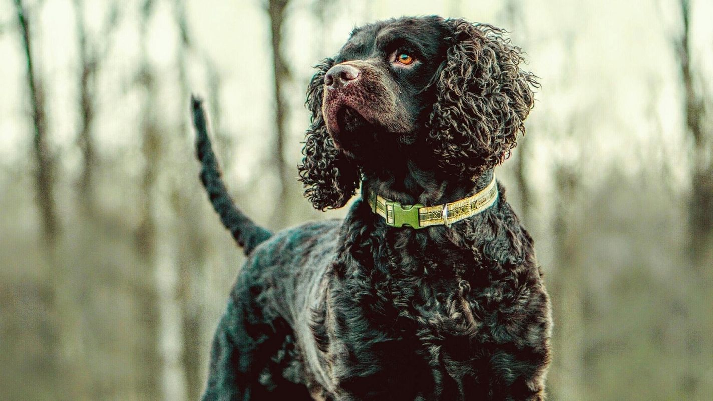 American Water Spaniel