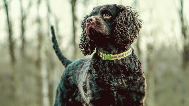 American Water Spaniel