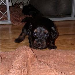 Raphael - Black and tan male Companion Cross puppy in Macon, Georgia from Shipoo Lane
