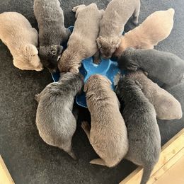 Labrador Retriever Puppies from Silver Labrador of Southern California