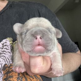 Goldie - Fawn male French Bulldog puppy in Cave Junction, Oregon from Oregon Frenchie Paradise