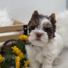 Winnie - Chocolate, tan and white female Yorkshire Terrier puppy in Benton, Illinois from Furry Tailz Yorkies