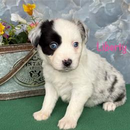 Liberty - Blue merle female Miniature Australian Shepherd puppy in Chino Valley, Arizona from BlueZion Aussies