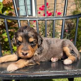 Annie - Blue female Pyredoodle puppy in Bowling Green, Ohio from FDF Pyredoodles & Bernedoodles
