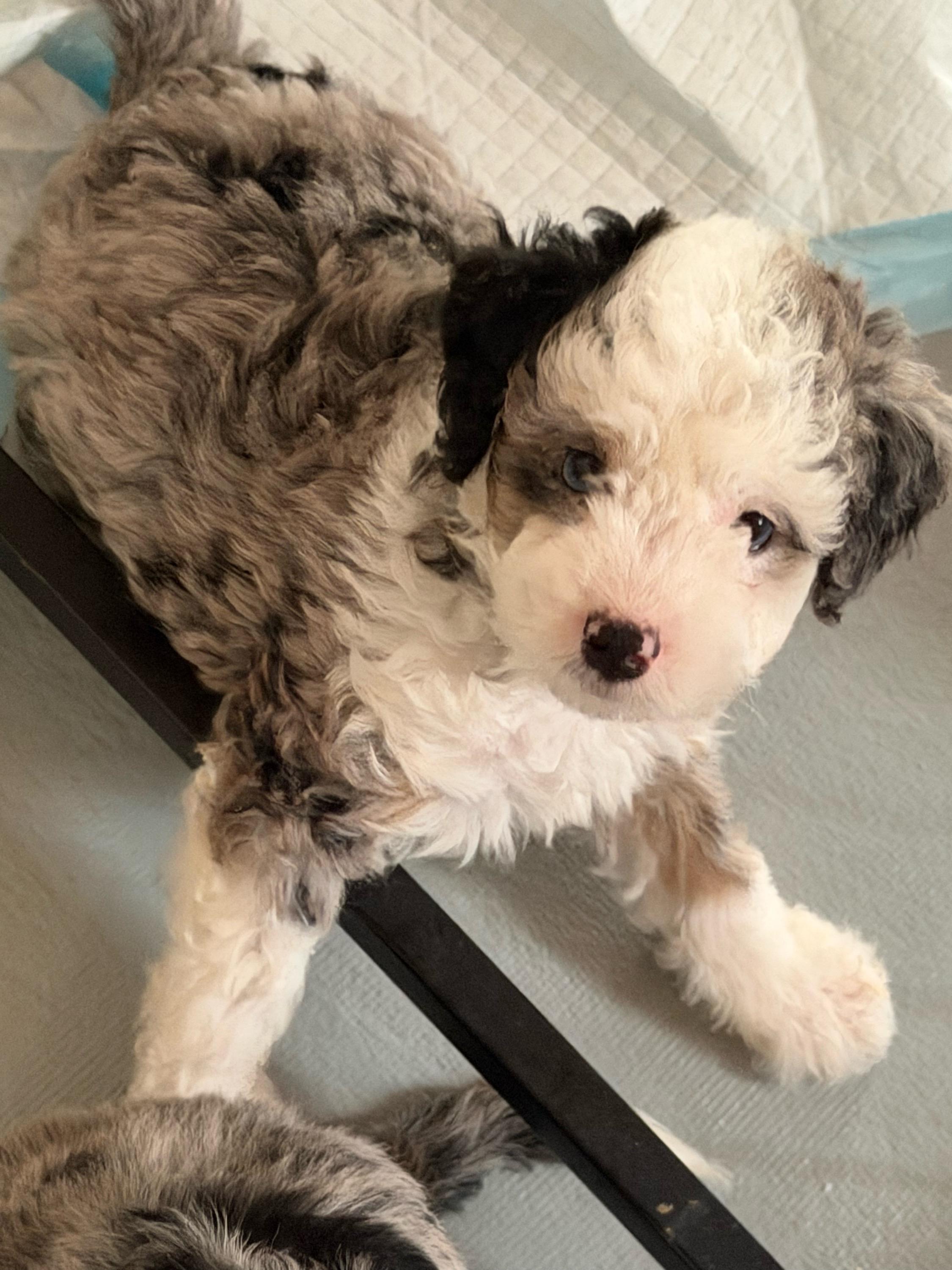 Boy 5 (blueberry) - Blue merle male Aussiedoodle puppy in Paradise, Texas from Diamond Z Poodles & Doodles