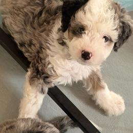 Boy 5 (blueberry) - Blue merle male Aussiedoodle puppy in Paradise, Texas from Diamond Z Poodles & Doodles
