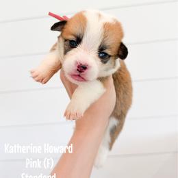 Pink - Katherine Howard (standard) - Red female Pembroke Welsh Corgi puppy in Milan, Georgia from Williams’ Welsh Corgis LLC