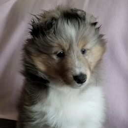 Shetland Sheepdogs from Karefree Shelties