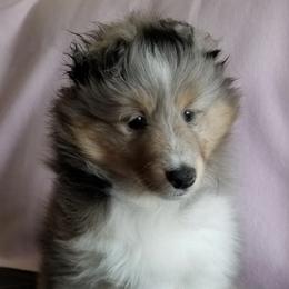 Shetland Sheepdogs from Karefree Shelties