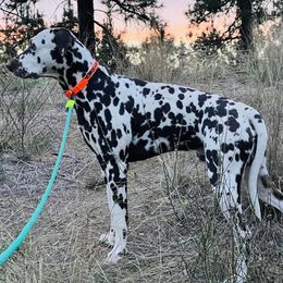 Dalmatians from Seeing Spots Dalmatians of Spokane