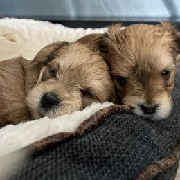 Morkie Puppies from Sun-Kissed Morkies