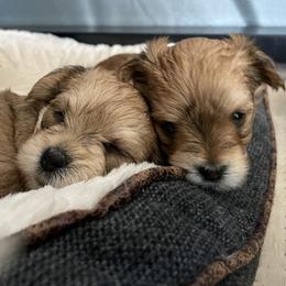 Morkie Puppies from Sun-Kissed Morkies