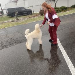 Poodle All Grown Up from Purley Poodles