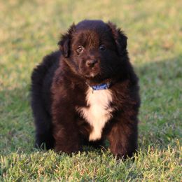 Meet ONYX  Look for my video - Black & white female Australian Shepherd puppy in Cookeville, Tennessee from Spring Creek Aussies