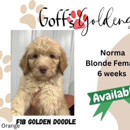 Norma - Cream female Goldendoodle puppy in Falls City, Nebraska from Goff’s Goldens