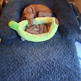 Gray - Golden rust male Vizsla puppy in Maineville, Ohio from Izabella Vizslas
