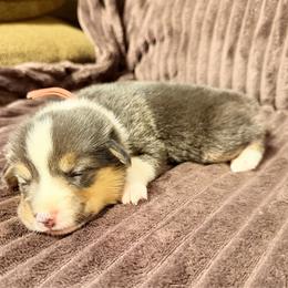 Red collar - Black and tan female Pembroke Welsh Corgi puppy in Oxford, Pennsylvania from K&S Quality Pembroke Welsh Corgi’s
