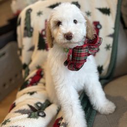 Brown collar male - Parti male Goldendoodle puppy in Christiana, Tennessee from Rechlicz Family Doodles