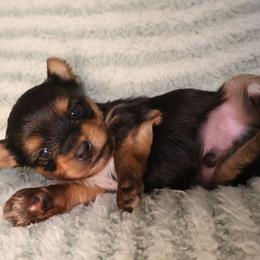 Reme - Black and tan male Yorkshire Terrier puppy in Greenwood, Wisconsin from Selah and Co.