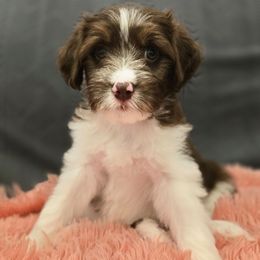 Marilyn - Brown female Double Doodle puppy in Prescott Valley, Arizona from Ramirez Family Doodles