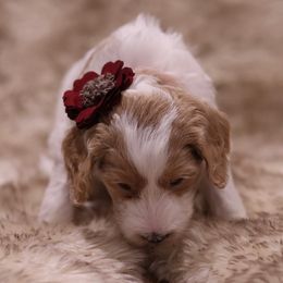 "Red" Goldendoodle Puppies from Hogan Family-Raised F1b Gooldendoodles