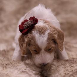 "Red" Goldendoodle Puppies from Hogan Family-Raised F1b Gooldendoodles