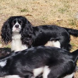 Memphis - Cavalier King Charles Spaniel