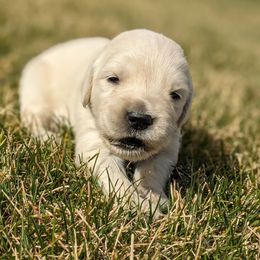 Jasmine - Light golden female Golden Retriever puppy in Lakeside, Arizona from Tall Pines Goldens