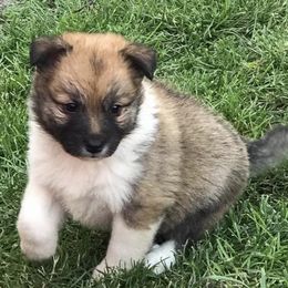 Icelandic Sheepdogs from McEremon
