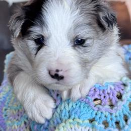 25S White Collar - Blue merle female Border Collie puppy in Mariposa, California from Team Reeves Ranch