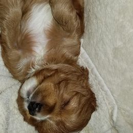Cavalier King Charles Spaniel Puppies from Cavaliers of the County Macon