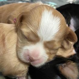 Purple collar - Gold and white female Shihpoo puppy in Millsap, Texas from Gaston’s Posh Poodles and Doodles