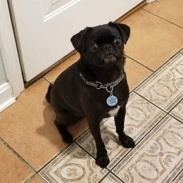 Pug Puppies from Hatfield Pugs