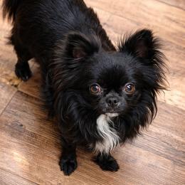 WICKED - Chihuahua