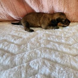 Esme - Red female Dachshund puppy in Adolphus, Kentucky from Walker's Dachshunds