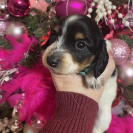 Dachshund Puppies from MJ Family Farm