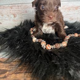 Courtney - Chocolate, tan and white female Yorkshire Terrier puppy in Tulsa, Oklahoma from Conns Cuddly Canines