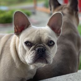 Cosette - French Bulldog