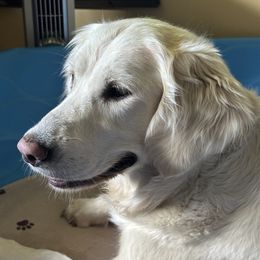 Golden Retriever Puppies from Avalon English Retrievers