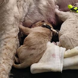 Beige Collar - Apricot female Goldendoodle puppy in Mullin, Texas from Grosenbacher Goldendoodles