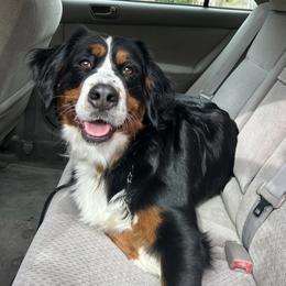 Annie - Bernese Mountain Dog