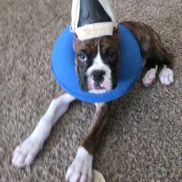 Boxer Puppies from Halo Boxers