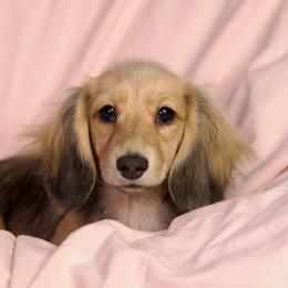 Tazetta 5000 dollars - Cream female Dachshund puppy in Crystal, Michigan from Mare-bella Dachshunds