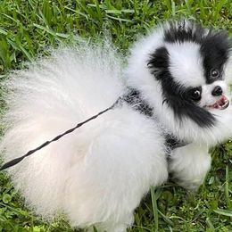 Pomeranians from KC Magical Poms