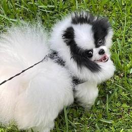 Pomeranians from KC Magical Poms