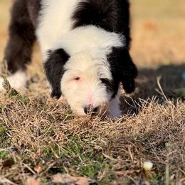 Sheepadoodle Puppies from Mulberry Ride Doodles