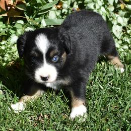 Black Tri Female with Blue Eyes - Black tri female Miniature Australian Shepherd puppy in Parma, Idaho from Arena Valley Acres