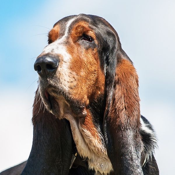 Basset Hound